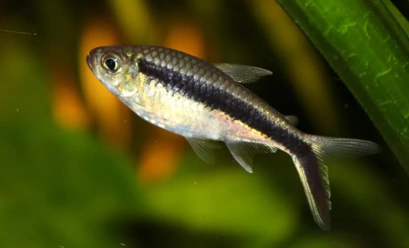 Black Skirt Tetra