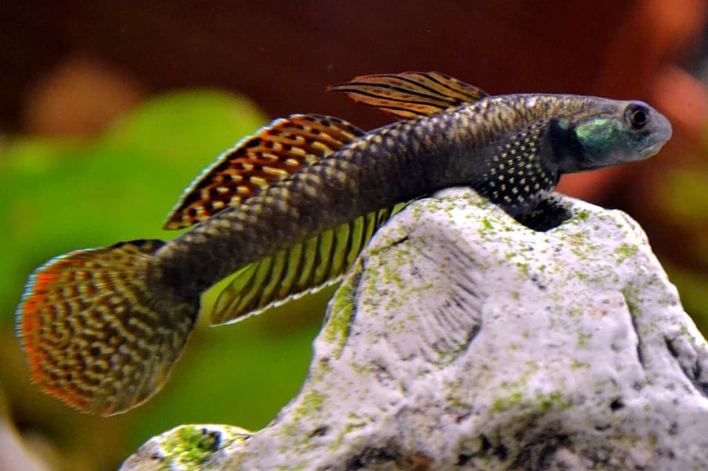 Ornate Goby