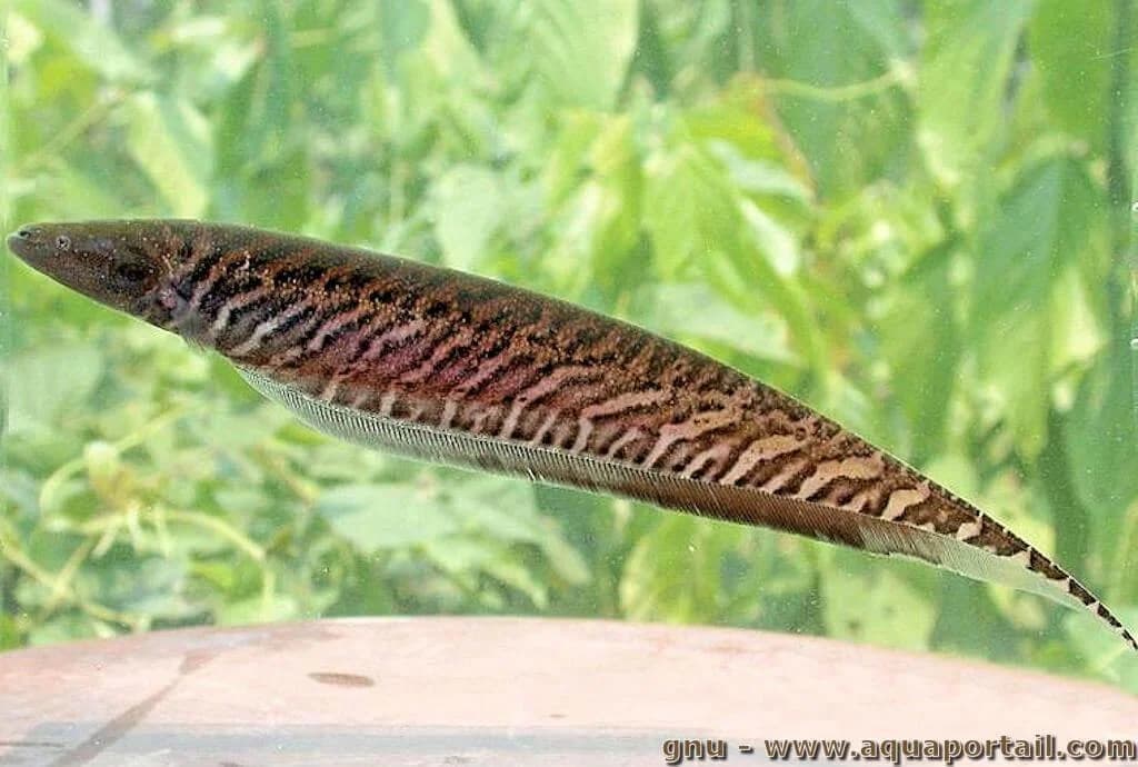 Banded Knifefish