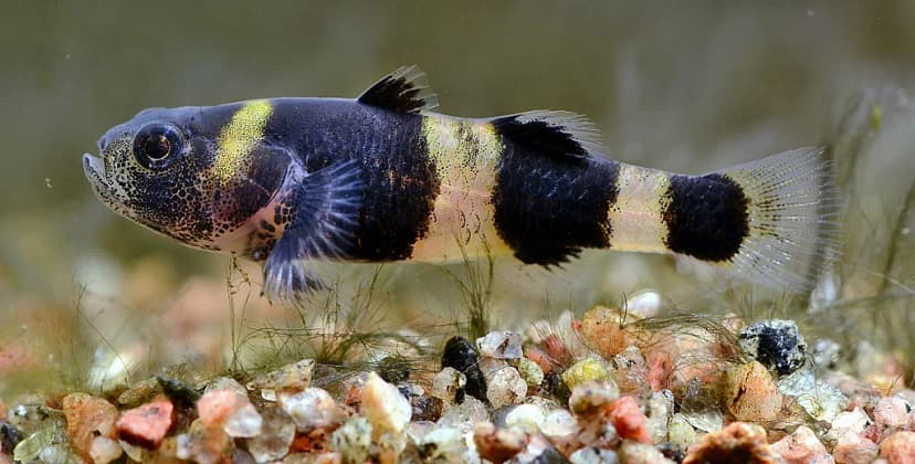 Bumblebee Goby