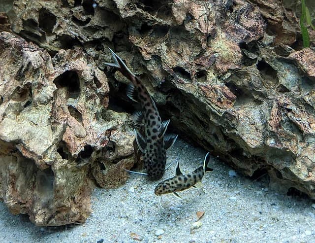 Dwarf Petricola Catfish