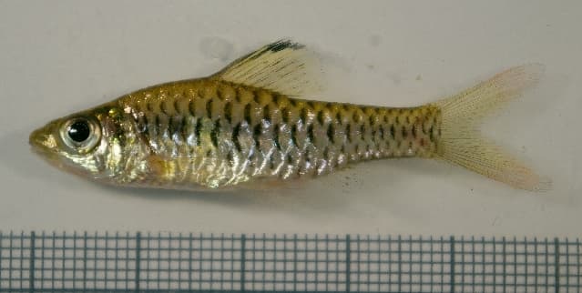 Indian Swamp Barb