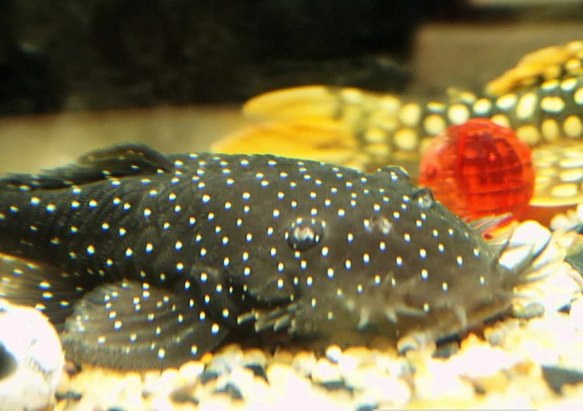 Starlight Bristlenose Catfish