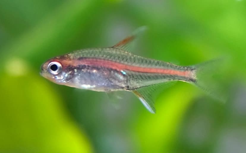 Red Line Tetra