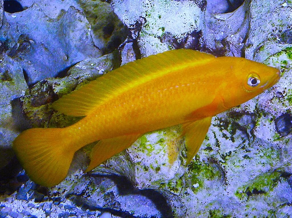 Lemon Cichlid