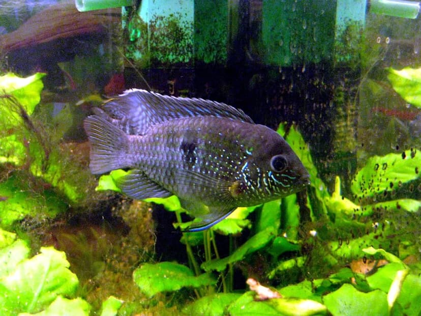 Blue Spotted Acara