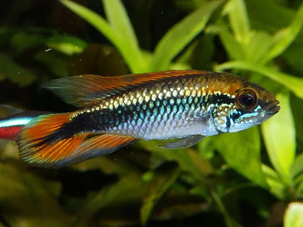 Agassiz's Dwarf Cichlid