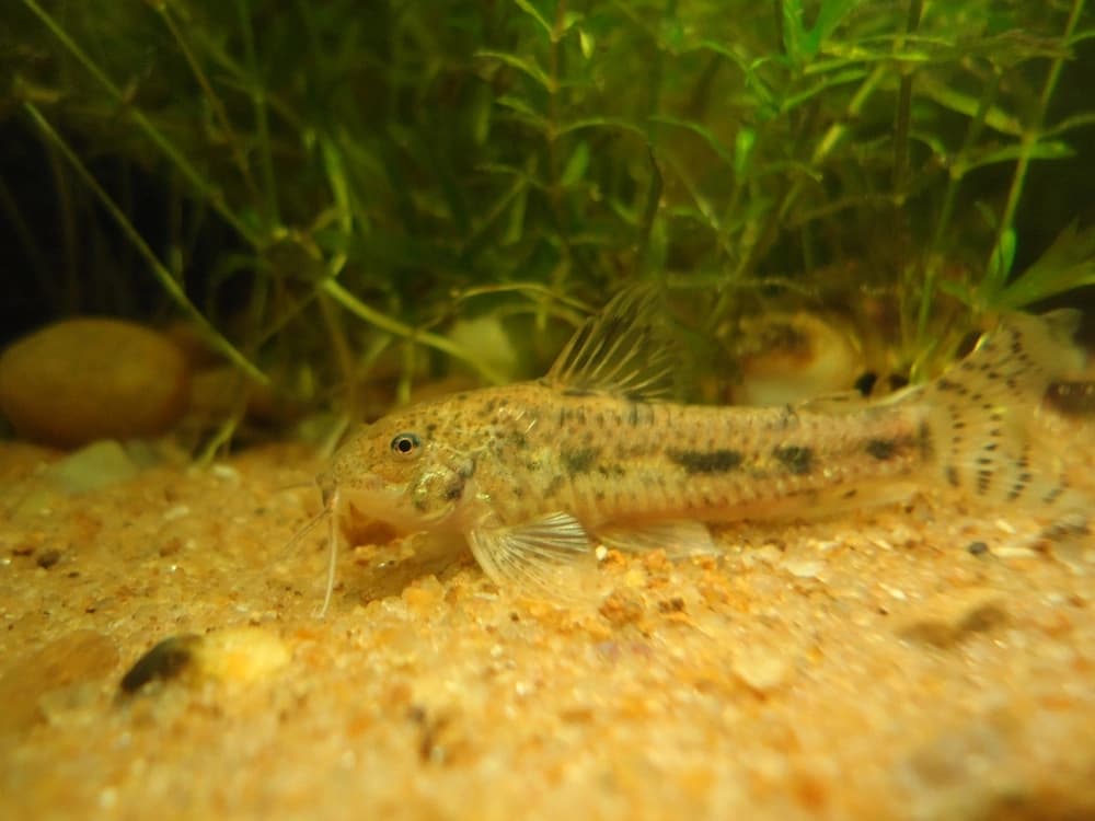 Spotted Dwarf Catfish