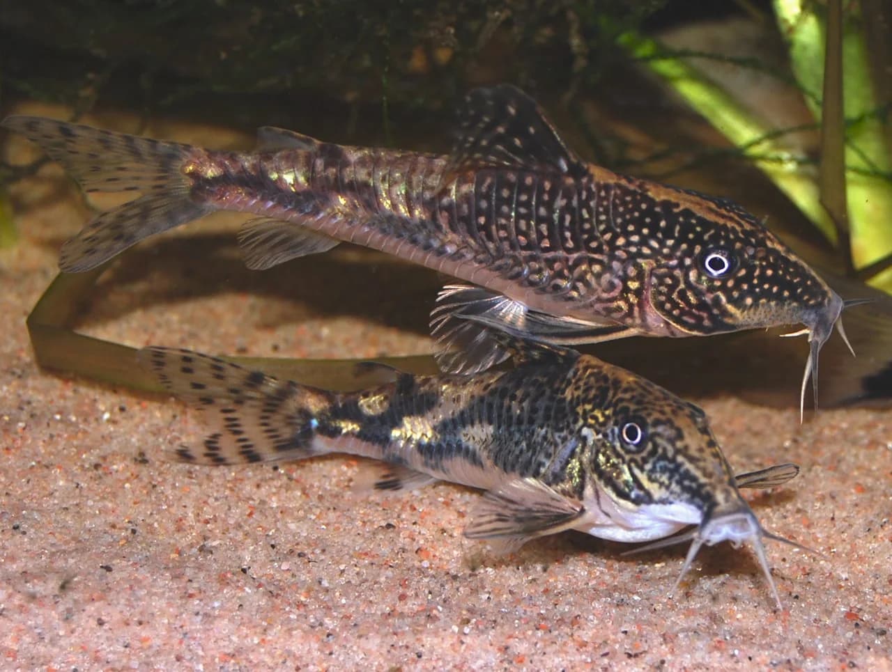 Bearded Corydoras