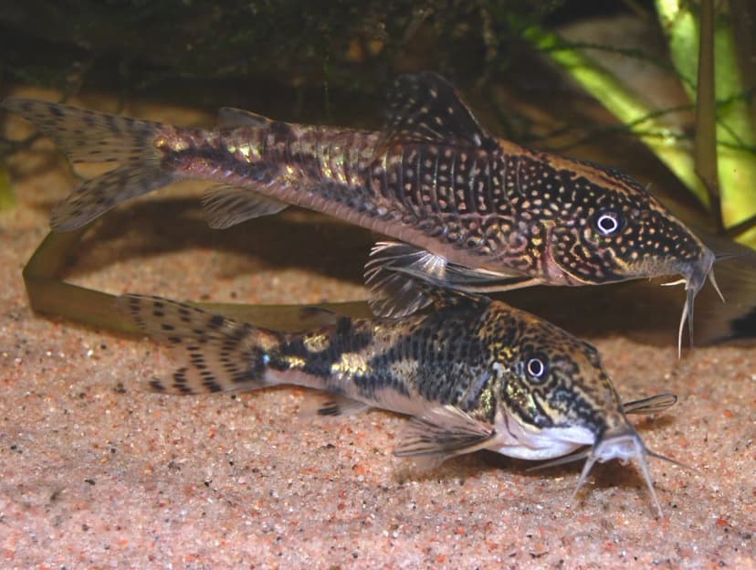 Bearded Corydoras