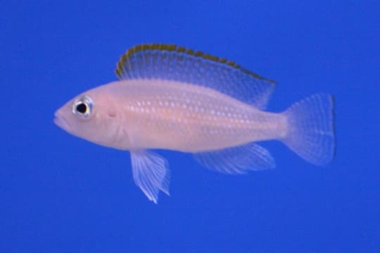 Caudopunctatus Cichlid