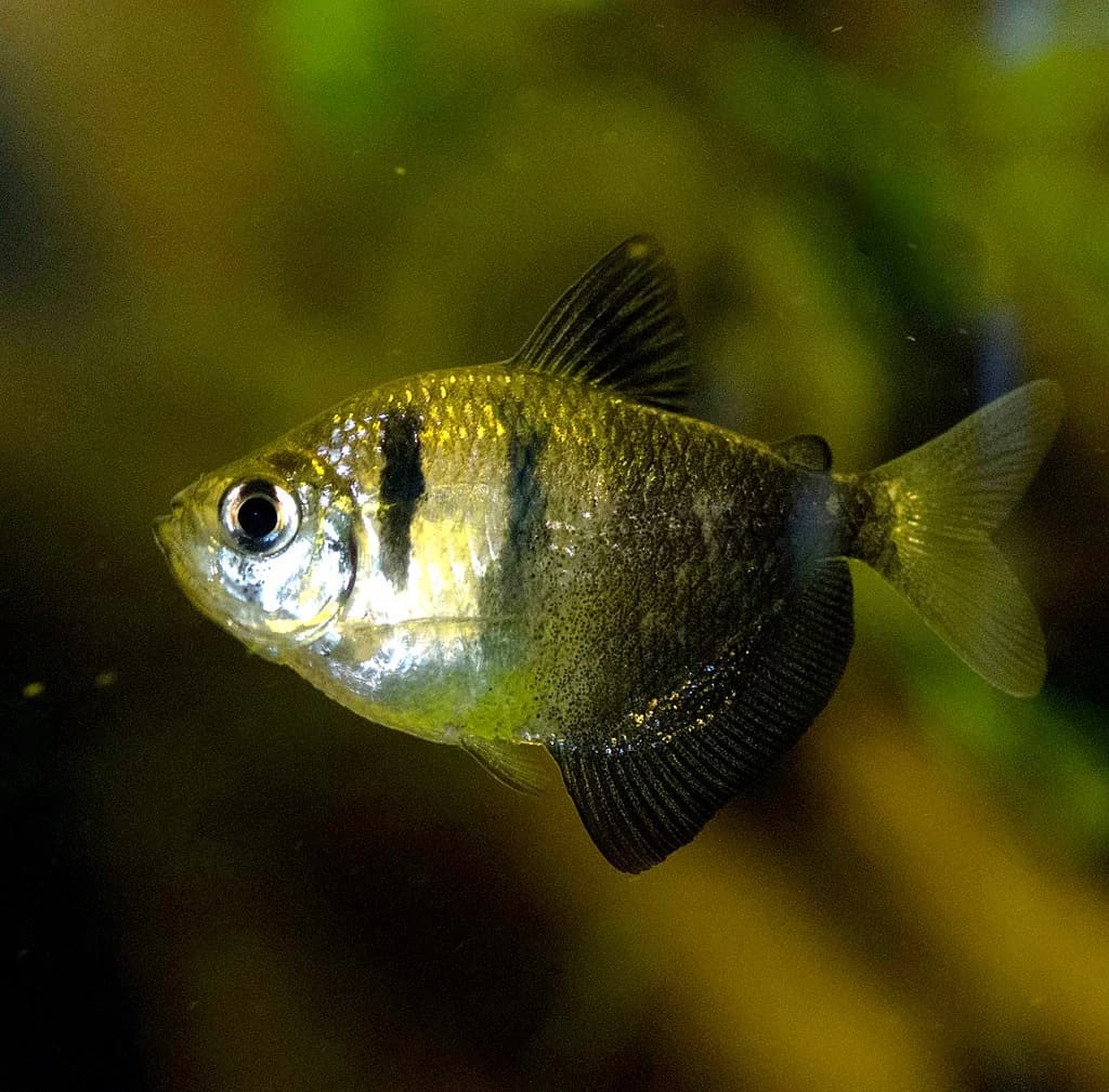 Black Skirt Tetra
