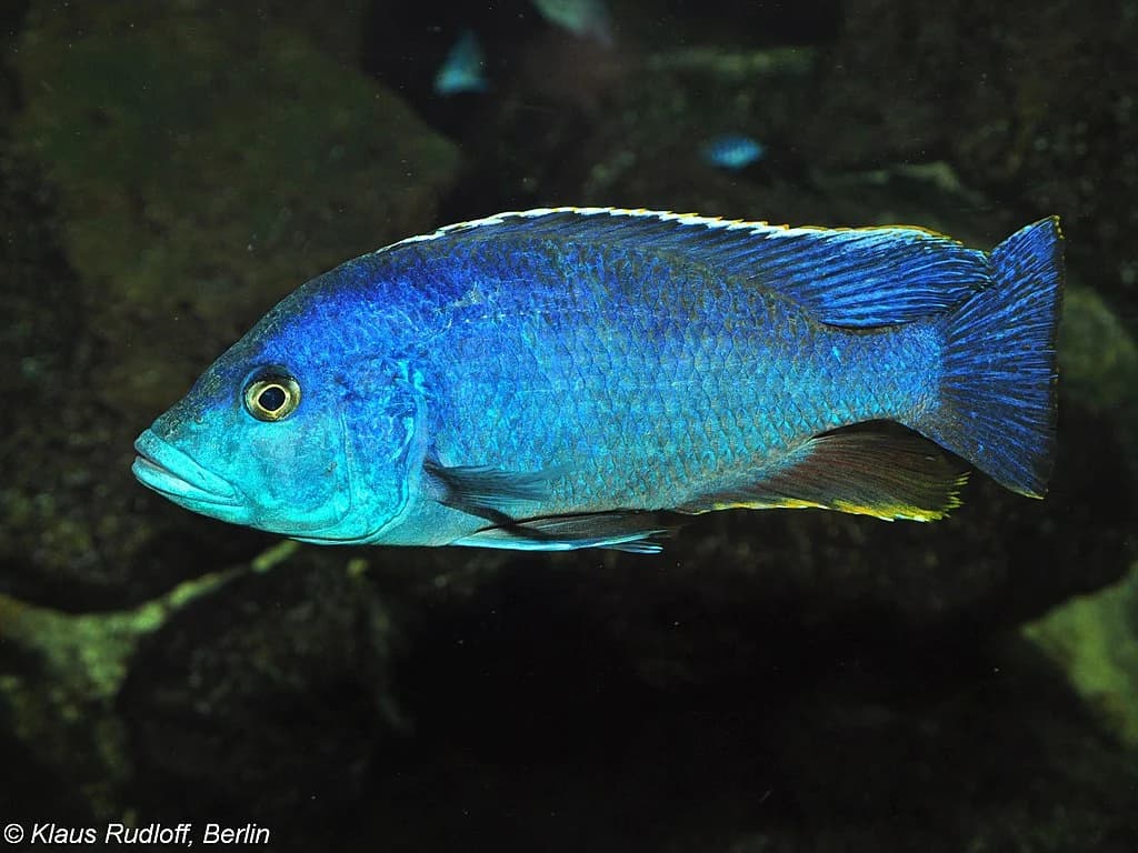 Blue Peacock