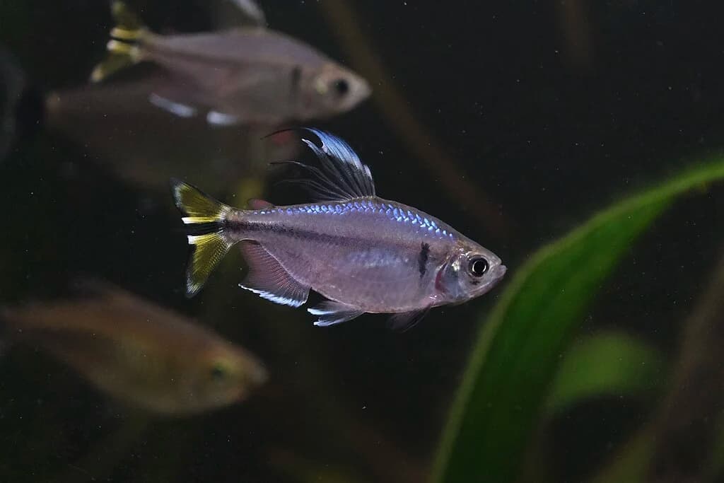 Yellow-Tail Congo Tetra