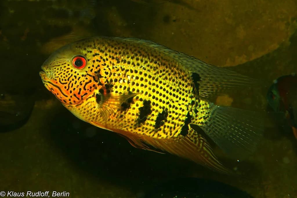Spotted Severum