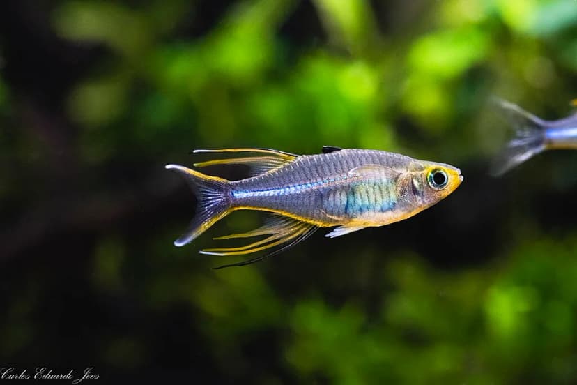 Celebes Rainbowfish