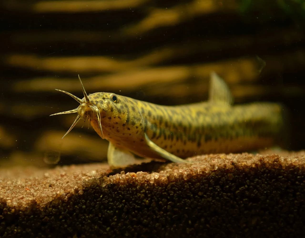 Weather Loach