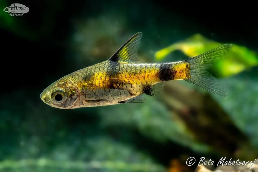 Golden Barb