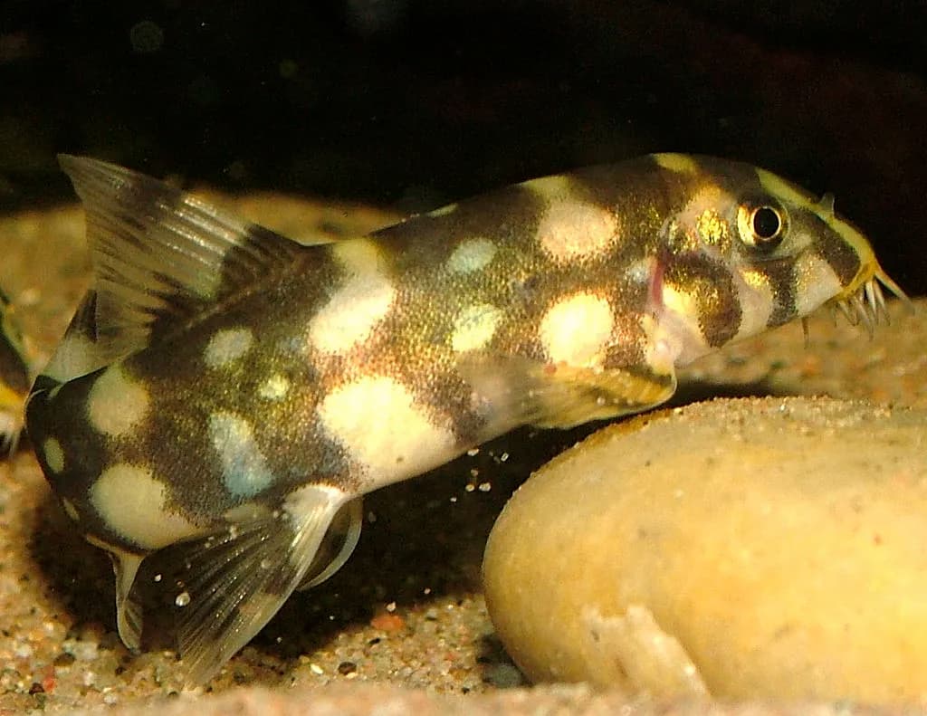 Botia Kubotai