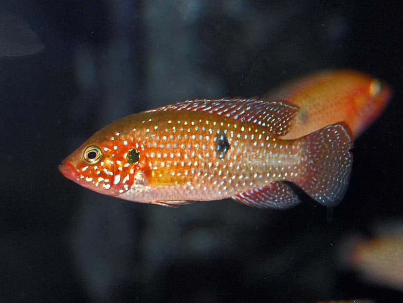 Red Jewel Cichlid