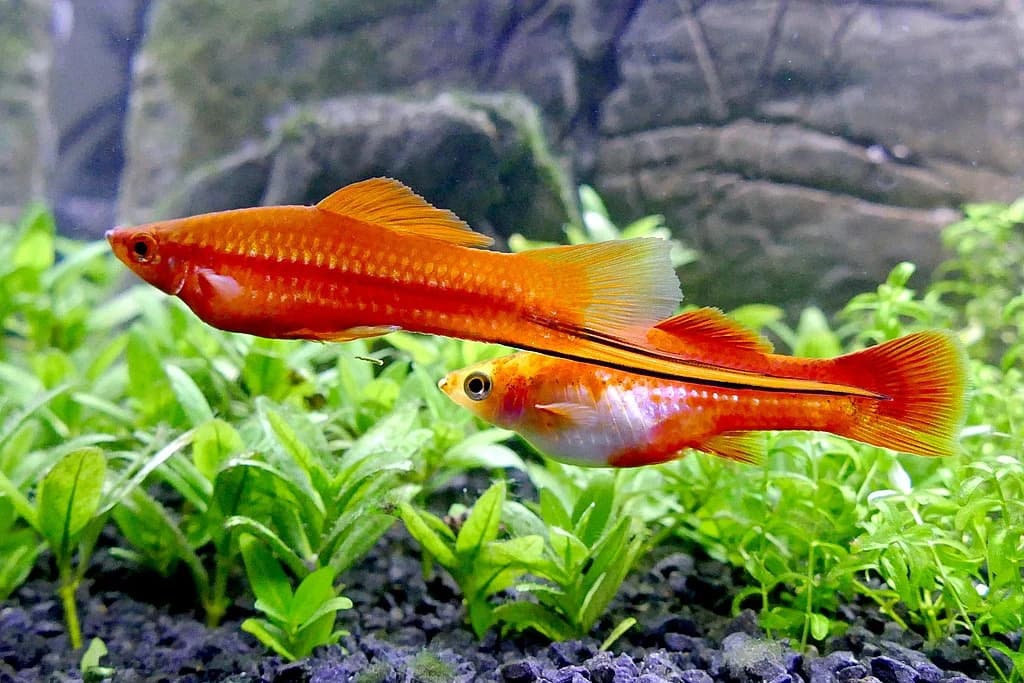 Swordtail Fish