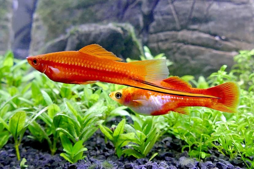 Swordtail Fish