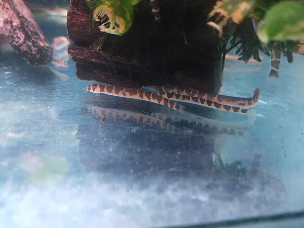 Half-banded Loach