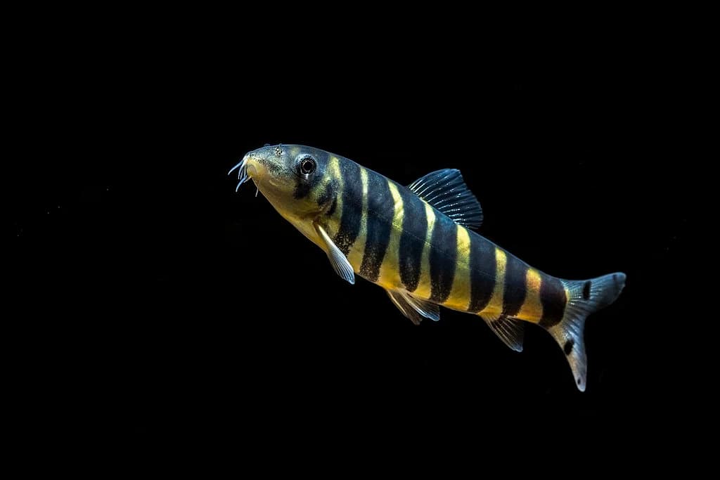 Botia Dario
