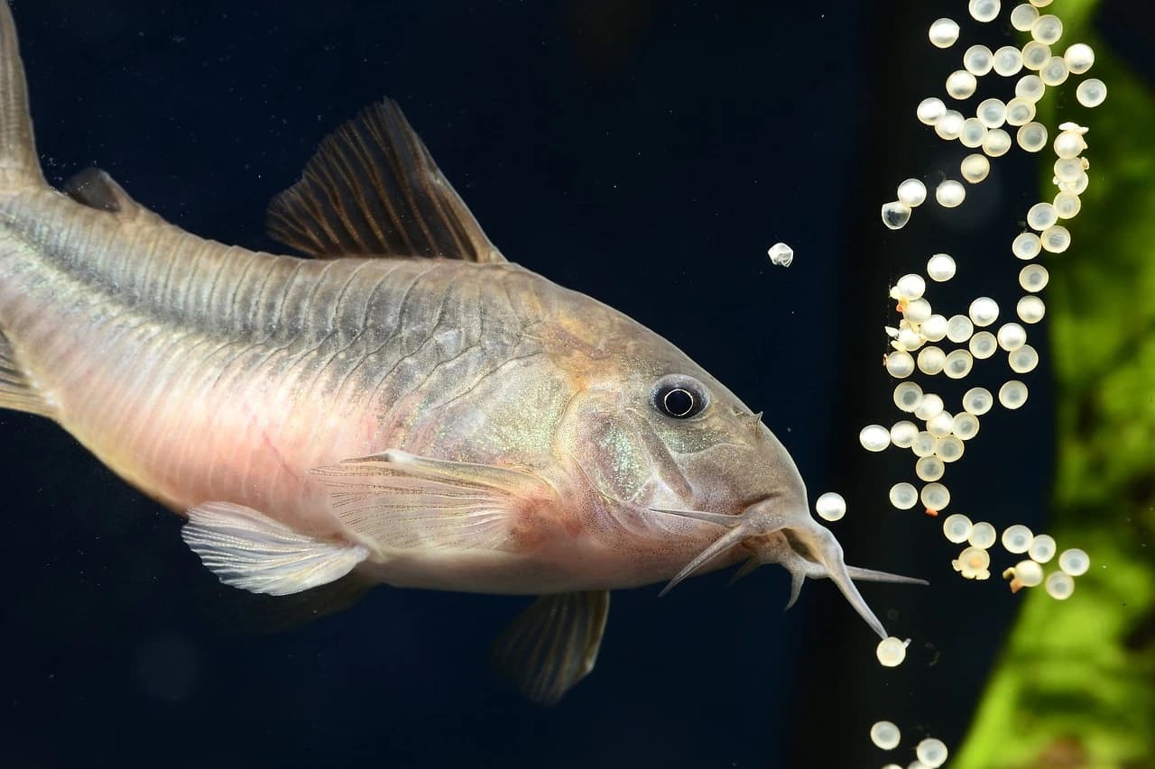 Bronze Corydoras