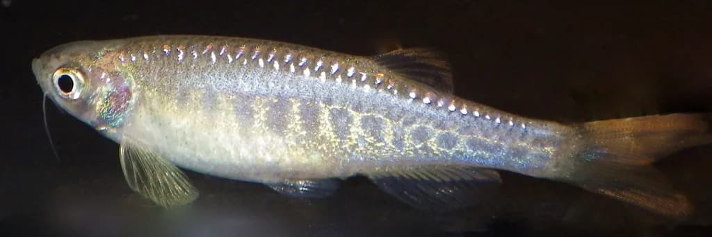 Panther Danio