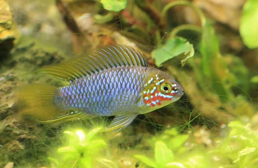 Borelli's Dwarf Cichlid