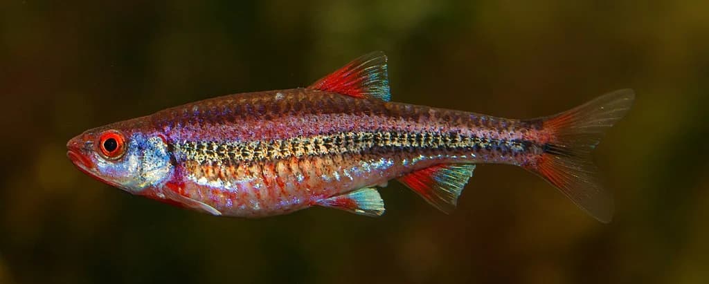 Notropis chrosomus