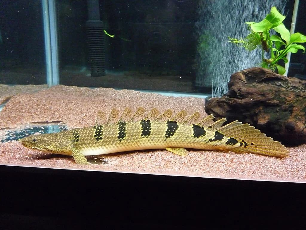 Polypterus delhezi