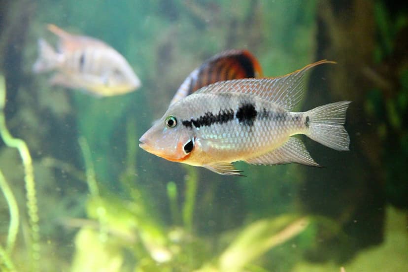 Firemouth Cichlid