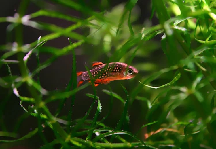 Celestial Pearl Danio