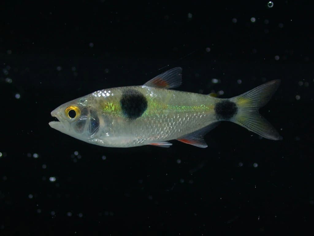 Bucktooth Tetra