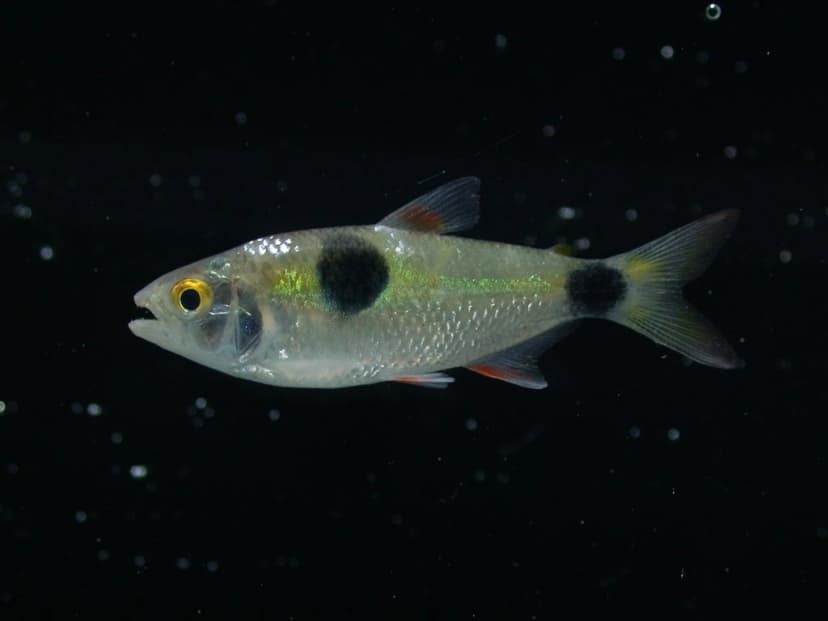 Bucktooth Tetra