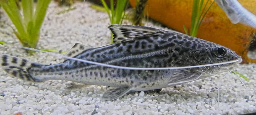 Pimelodus pictus