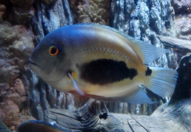 Triangle Cichlid