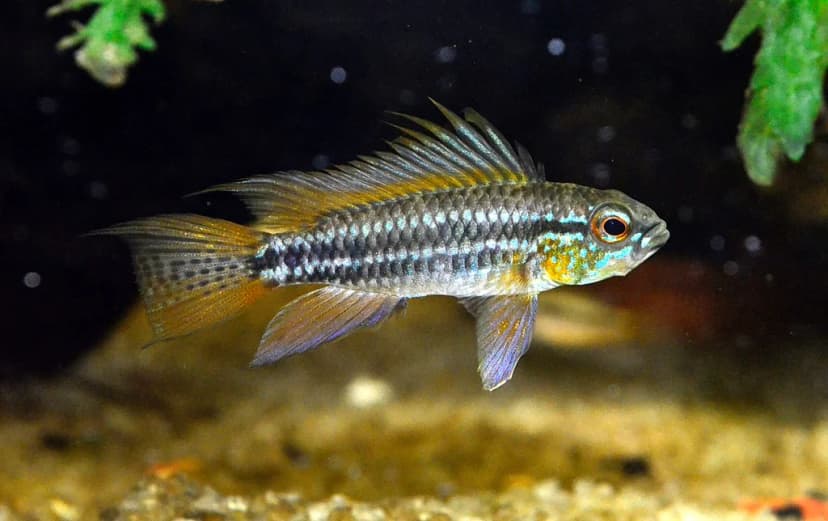 Two-Stripe Dwarf Cichlid