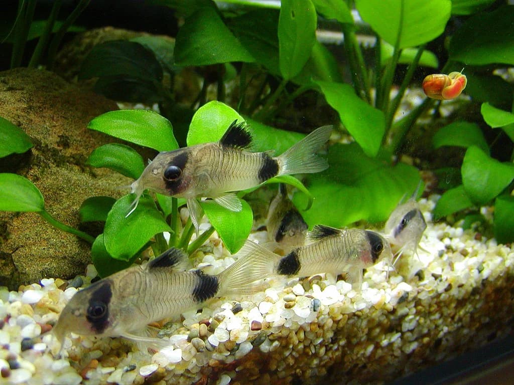 Panda Corydoras