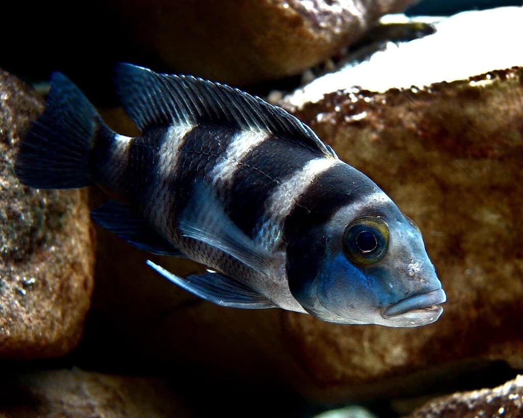 Five-Bar Cichlid