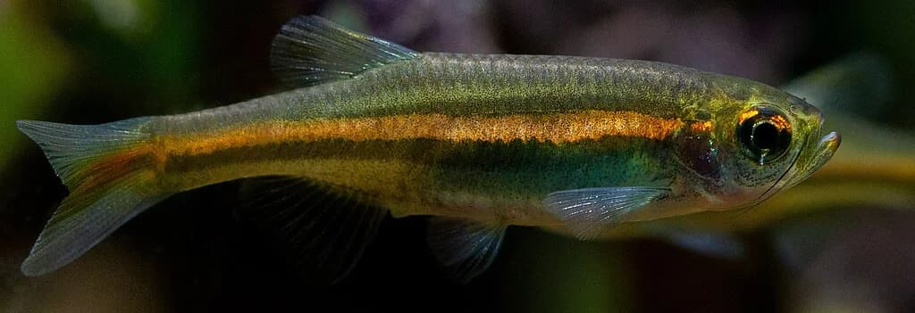 Jaintia Hills Danio