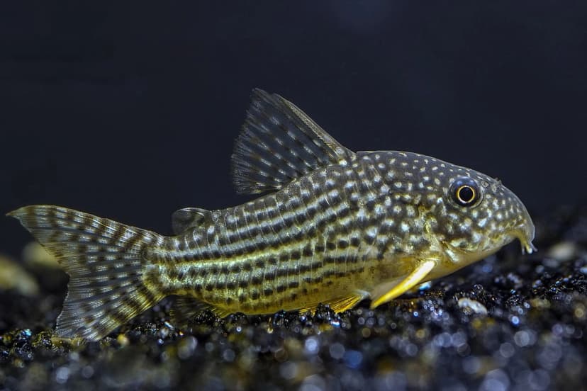 Corydoras sterbai