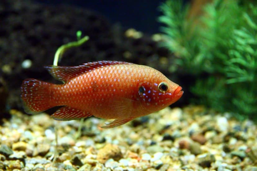 African Jewelfish