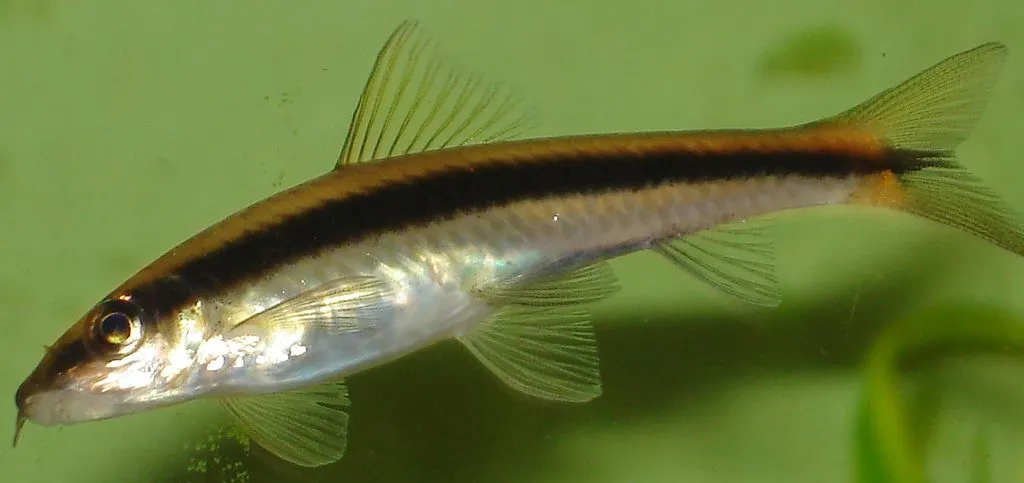 Siamese Algae Eater