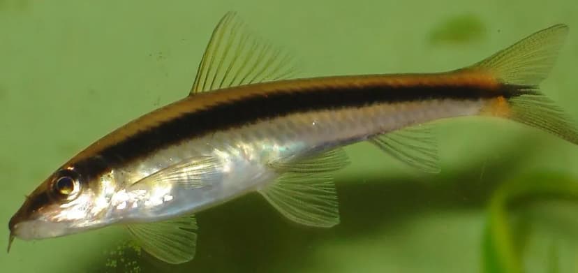 Siamese Algae Eater