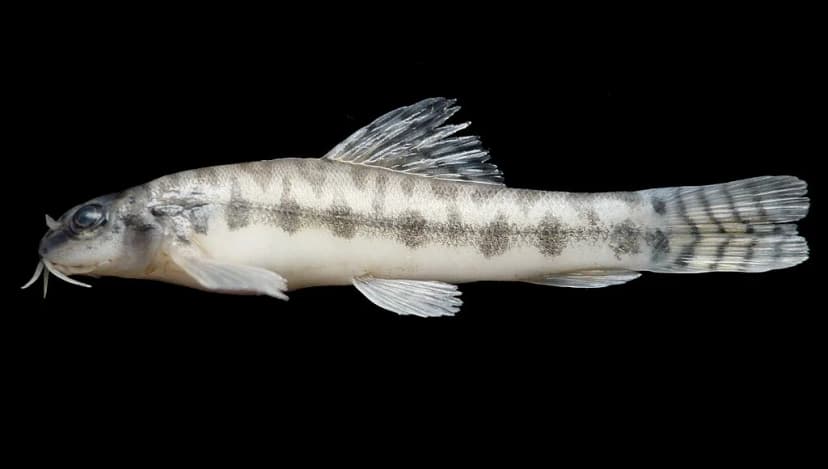 Acanthocobitis zonalternans