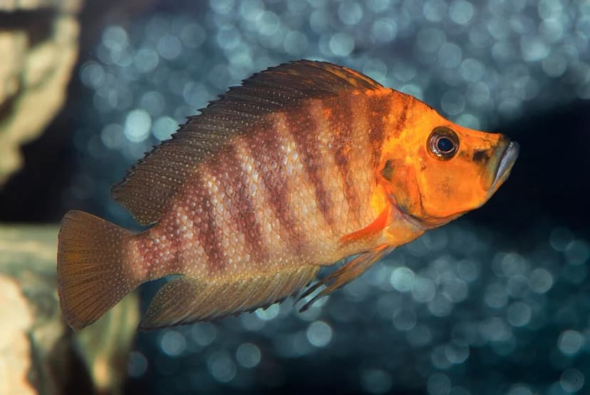 Compressed Cichlid
