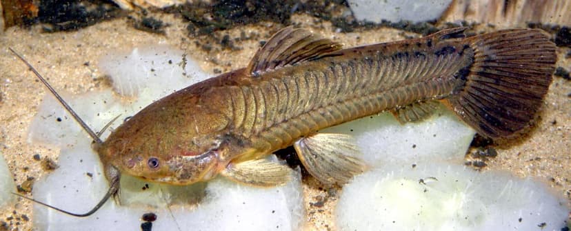 Callichthys callichthys